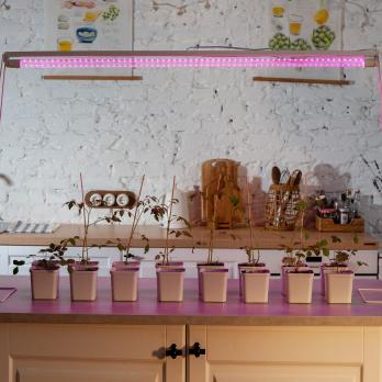 LED-T8-18W-SPSB-G13-CL PLP30WH Лампа светодиодная для растений. Форма T8. прозрачная. Спектр для рассады и цветения. ТМ Uniel.